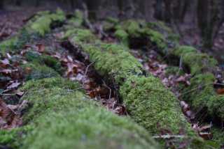 DSC_0259.JPG