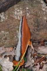 DSC_0270.JPG