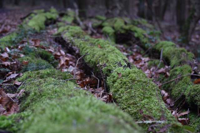 DSC_0259.JPG