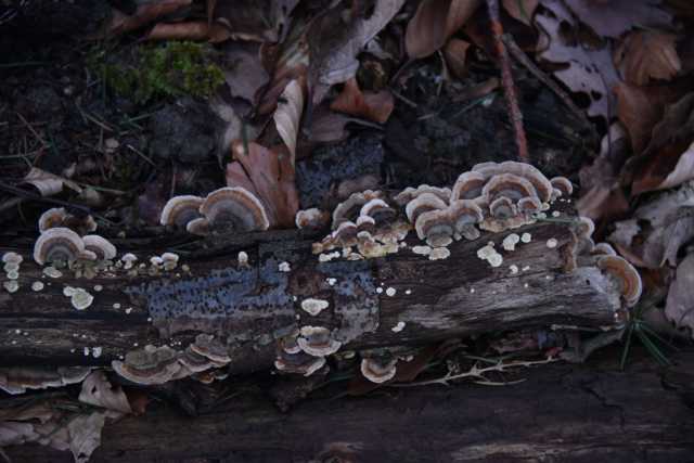 DSC_0307.JPG