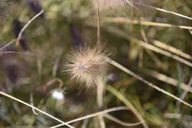 DSC_1055.JPG
