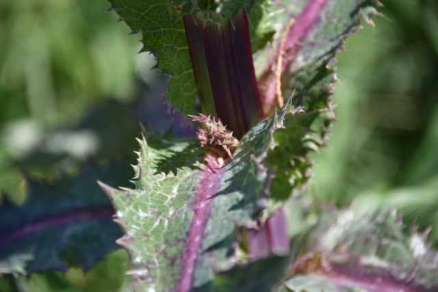 DSC_1266.JPG