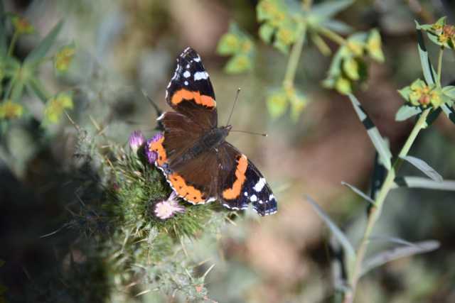 DSC_1288.JPG