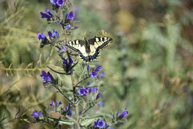 DSC_1309.JPG