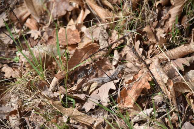 DSC_2043.JPG