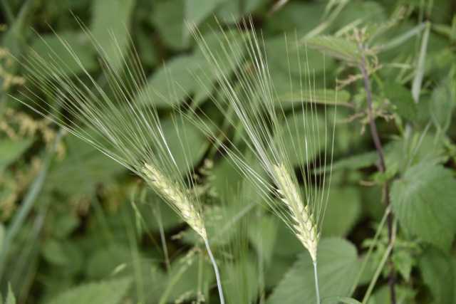 DSC_3935.JPG