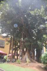 DSC_7936.JPG
