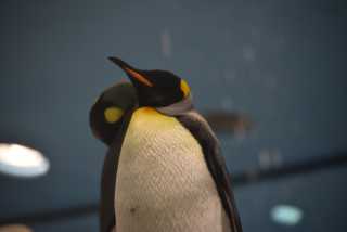 DSC_7984.JPG