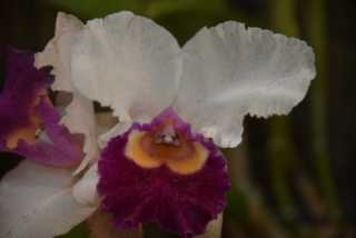 DSC_8246.JPG