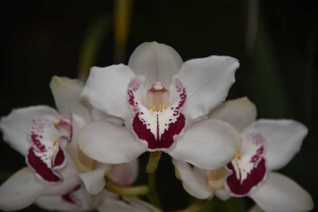 DSC_8242.JPG