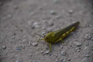 DSC_9293.JPG