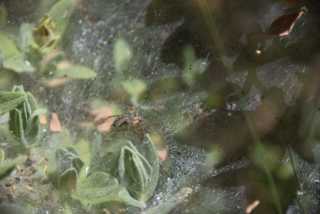 DSC_9385.JPG