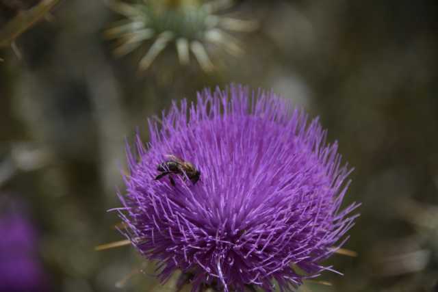 DSC_9268.JPG