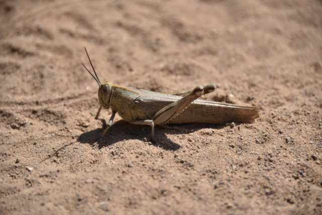 DSC_9286.JPG