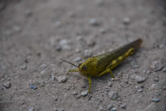 DSC_9293.JPG