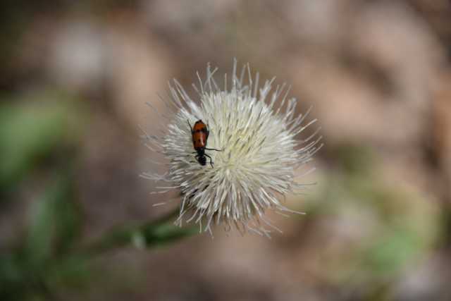 DSC_9373.JPG