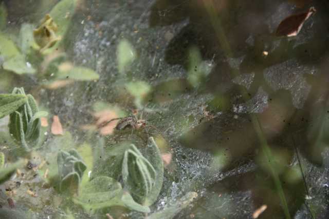 DSC_9385.JPG