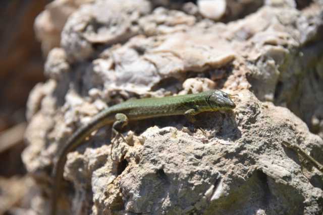 DSC_2134.JPG