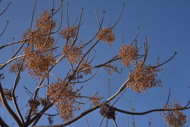DSC_2447.JPG