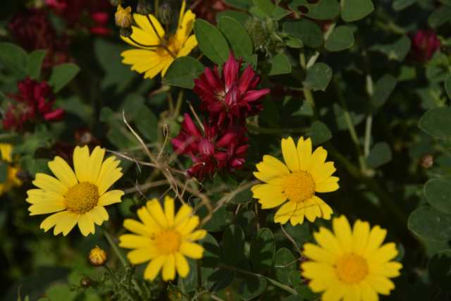DSC_2579.JPG