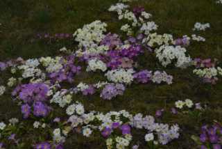 DSC_2732.JPG