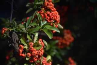 DSC_4759.JPG