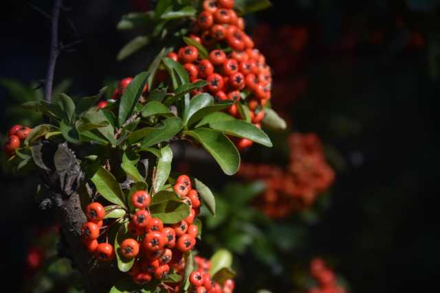 DSC_4759.JPG