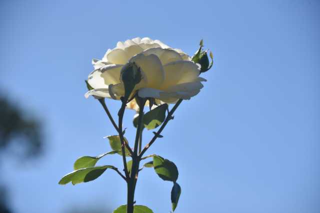 DSC_4760.JPG