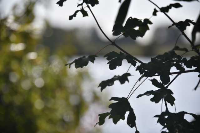 DSC_5450.JPG