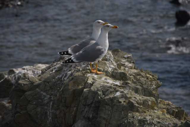 DSC_6030.JPG