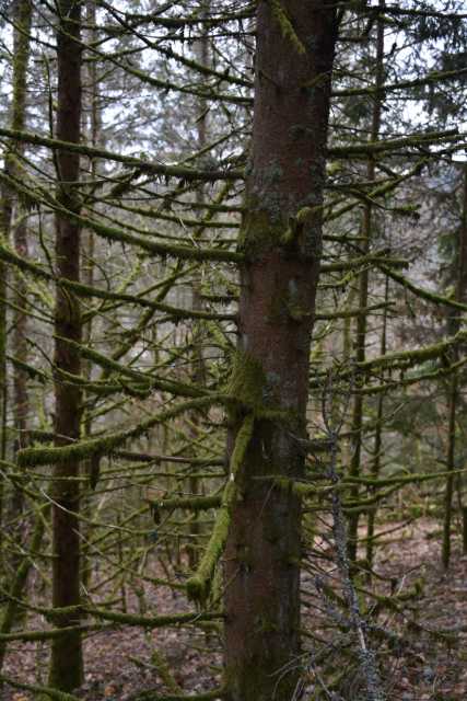 DSC_6333.JPG