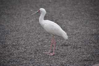 DSC_6611.JPG