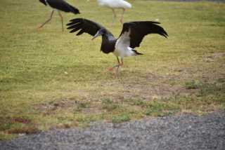 DSC_6638.JPG