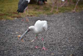 DSC_6650.JPG
