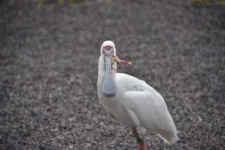 DSC_6659.JPG
