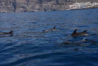 DSC_7343.JPG