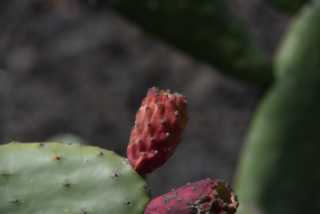 DSC_7520.JPG