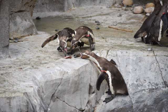 DSC_6478.JPG