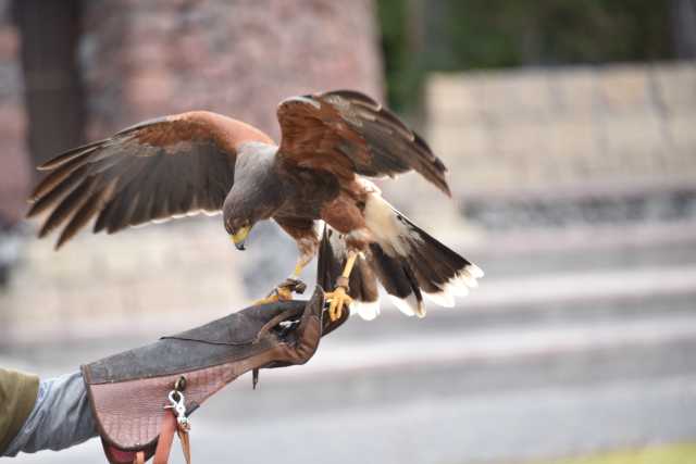 DSC_6517.JPG