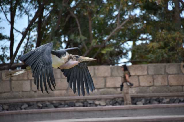 DSC_6530.JPG