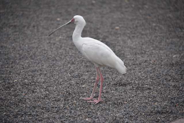 DSC_6611.JPG