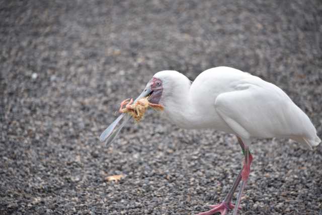 DSC_6652.JPG