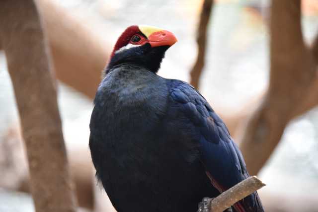 DSC_6786.JPG
