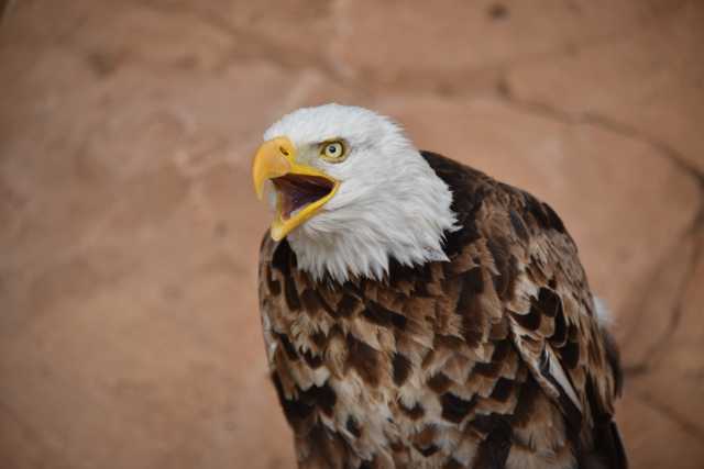 DSC_6990.JPG