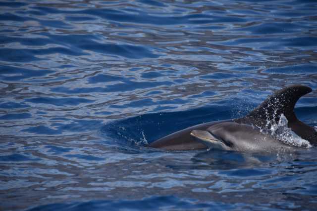 DSC_7277.JPG