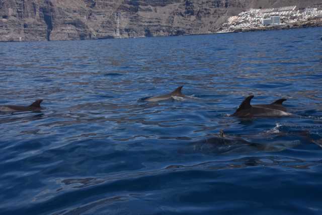 DSC_7343.JPG
