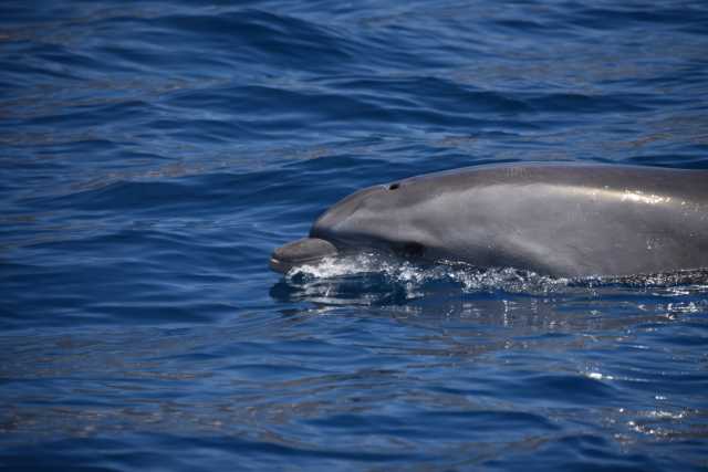 DSC_7370.JPG