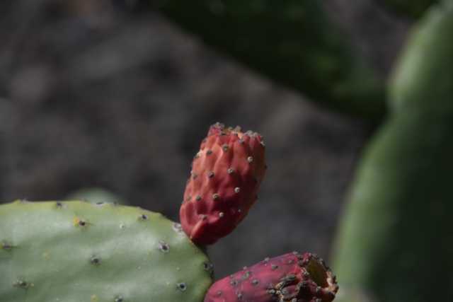 DSC_7520.JPG
