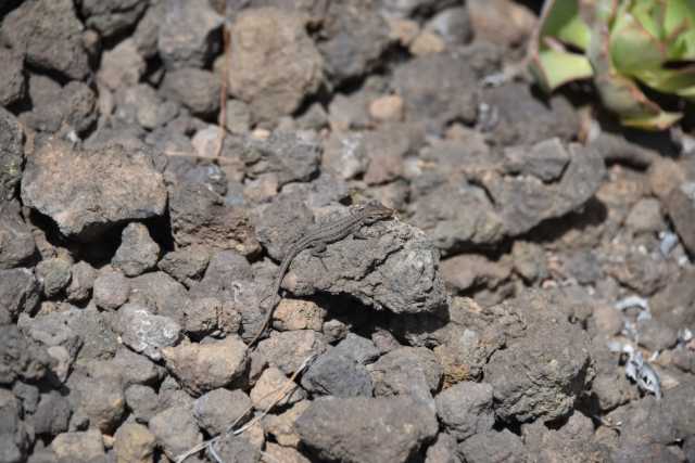 DSC_7555.JPG
