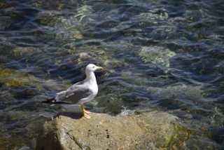 DSC_8589.JPG
